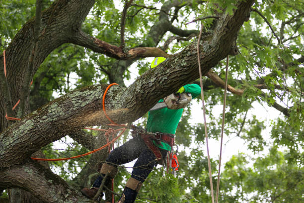 Professional Tree Removal Services in Fussels Corner, FL